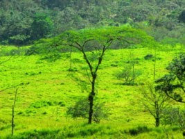 Parque Nacional Volcán Arenal