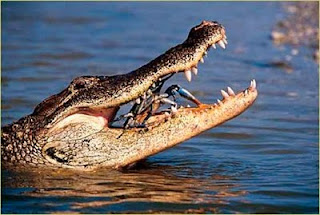 aligator bluecrab1 ashx  Hewan Pemakan Manusia Terkenal Sepanjang 
Sejarah