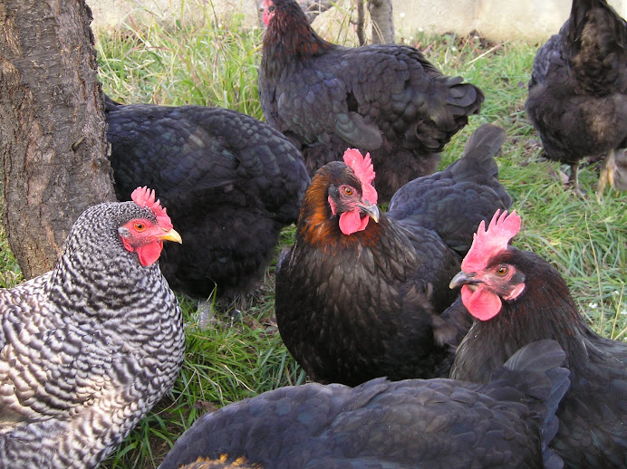 GALLINAS MARANS Y PLYMOUTH ROCK