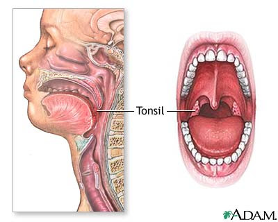 Tonsils
