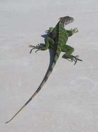 [iguana1.jpg]