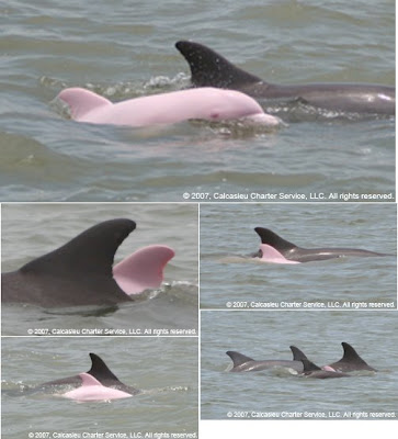 Pictures Of Dolphins To Colour In. A close relation of dolphins,