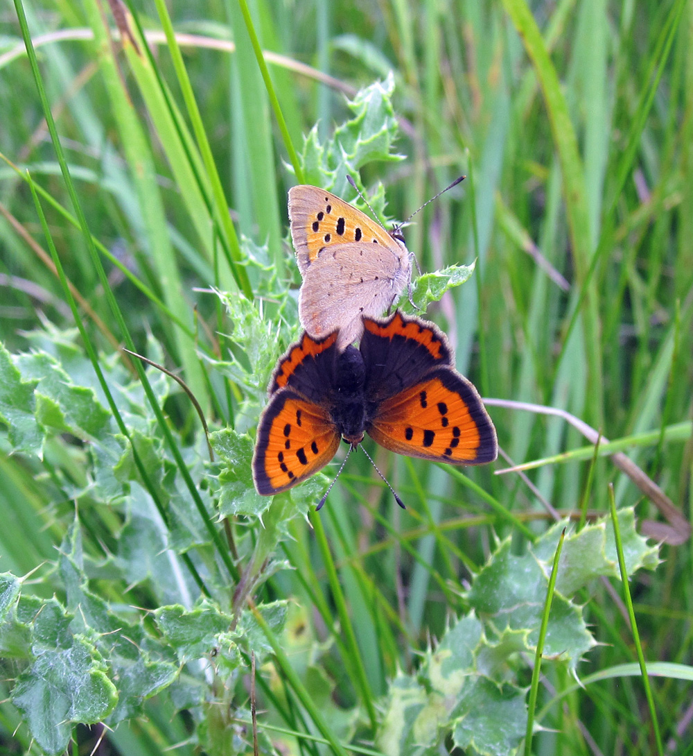 Wildlife Conservation from the Heart of the Levels in Somerset UK