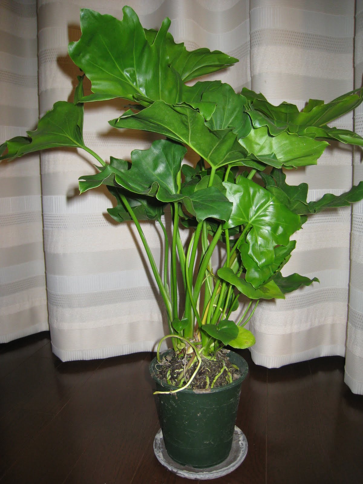 とりあえず開設 Gamera21 観葉植物 セローム の追加