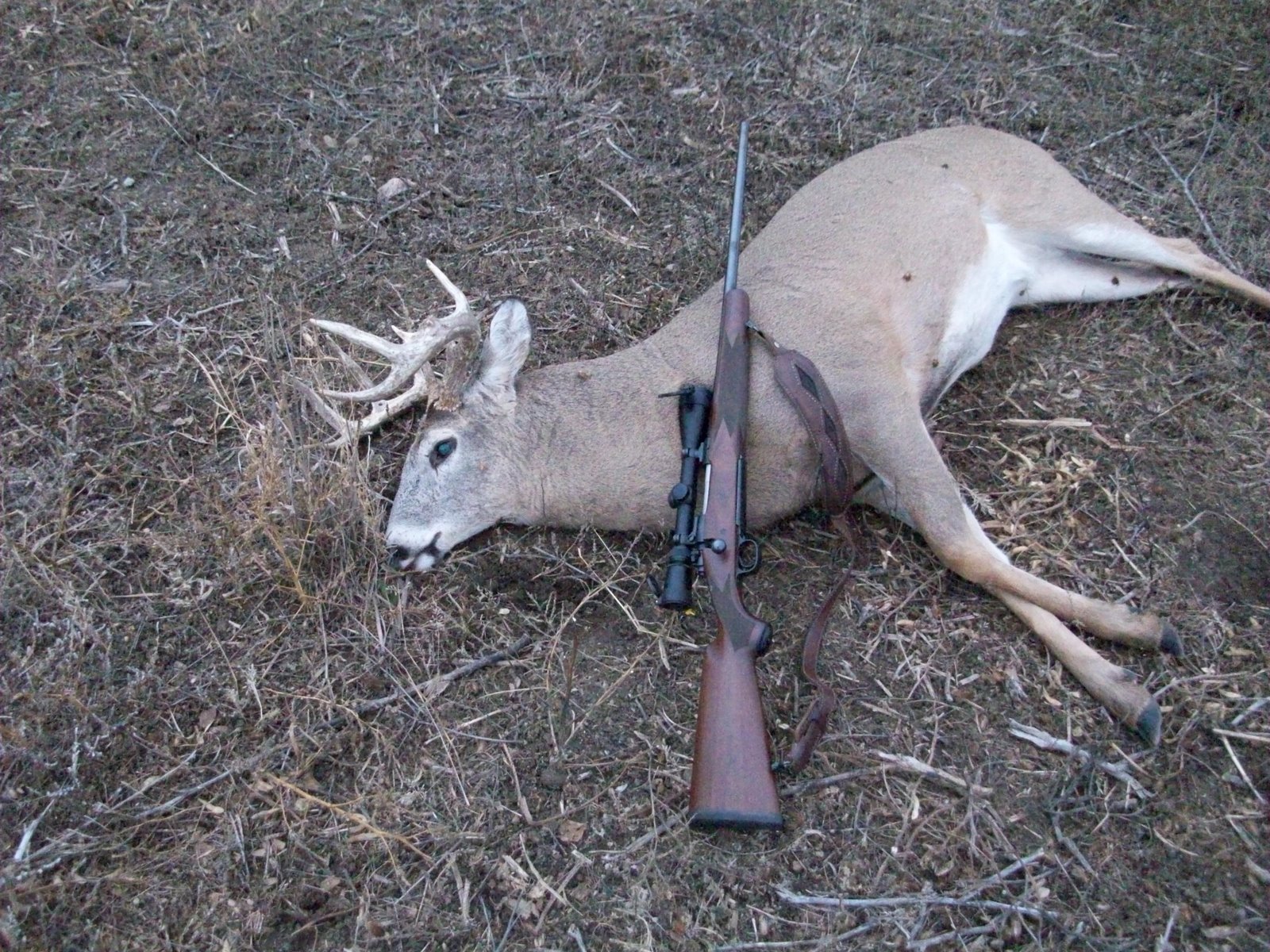 [SD+deer+08+022.JPG]