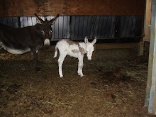 NEW BABY MINI DONKEY