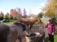 The horses Arrive