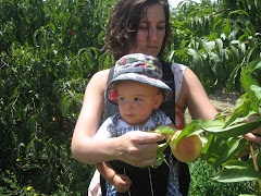 Picking Peaches