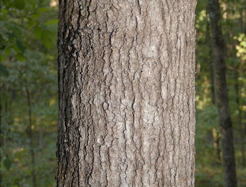 Pursuit Hunting Tree ID Blackjack Oak
