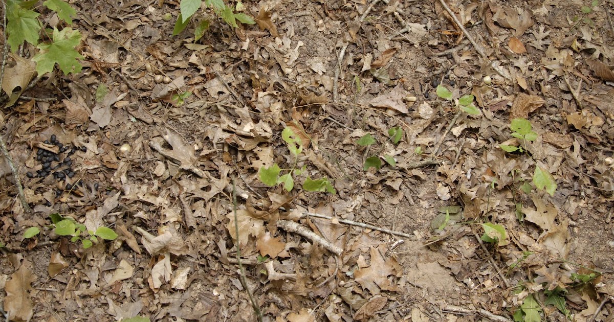 Pursuit Hunting Tree ID Northern Red Oak