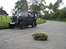 JEEP PANORAMICO