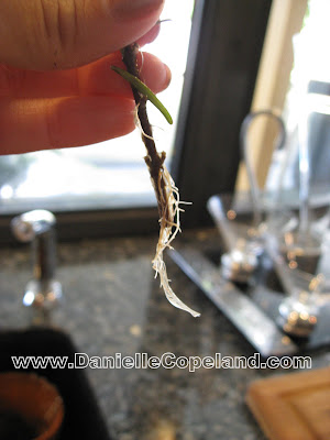 rosemary propagation from www.daniellecopeland.com