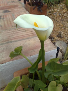 arum creticum ?