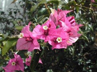 bougainvillea