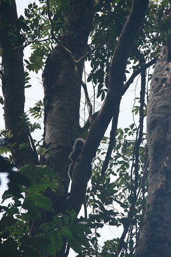 KENONG RIMBA PARK - Dusky Leaf Monkey