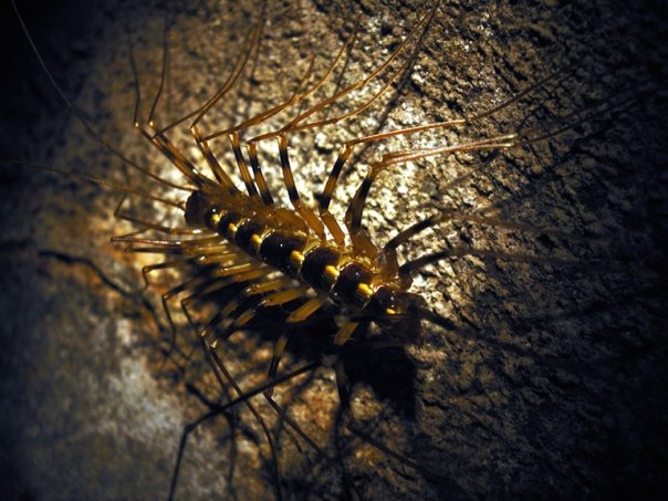 Cave Centiped