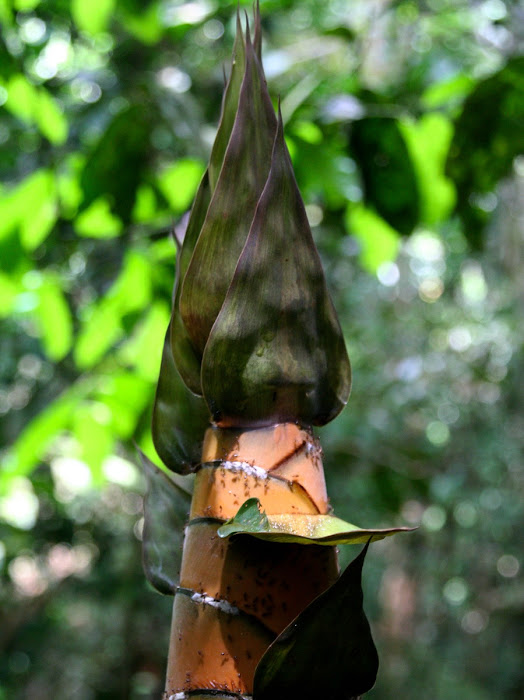 Single Bamboo Shoot