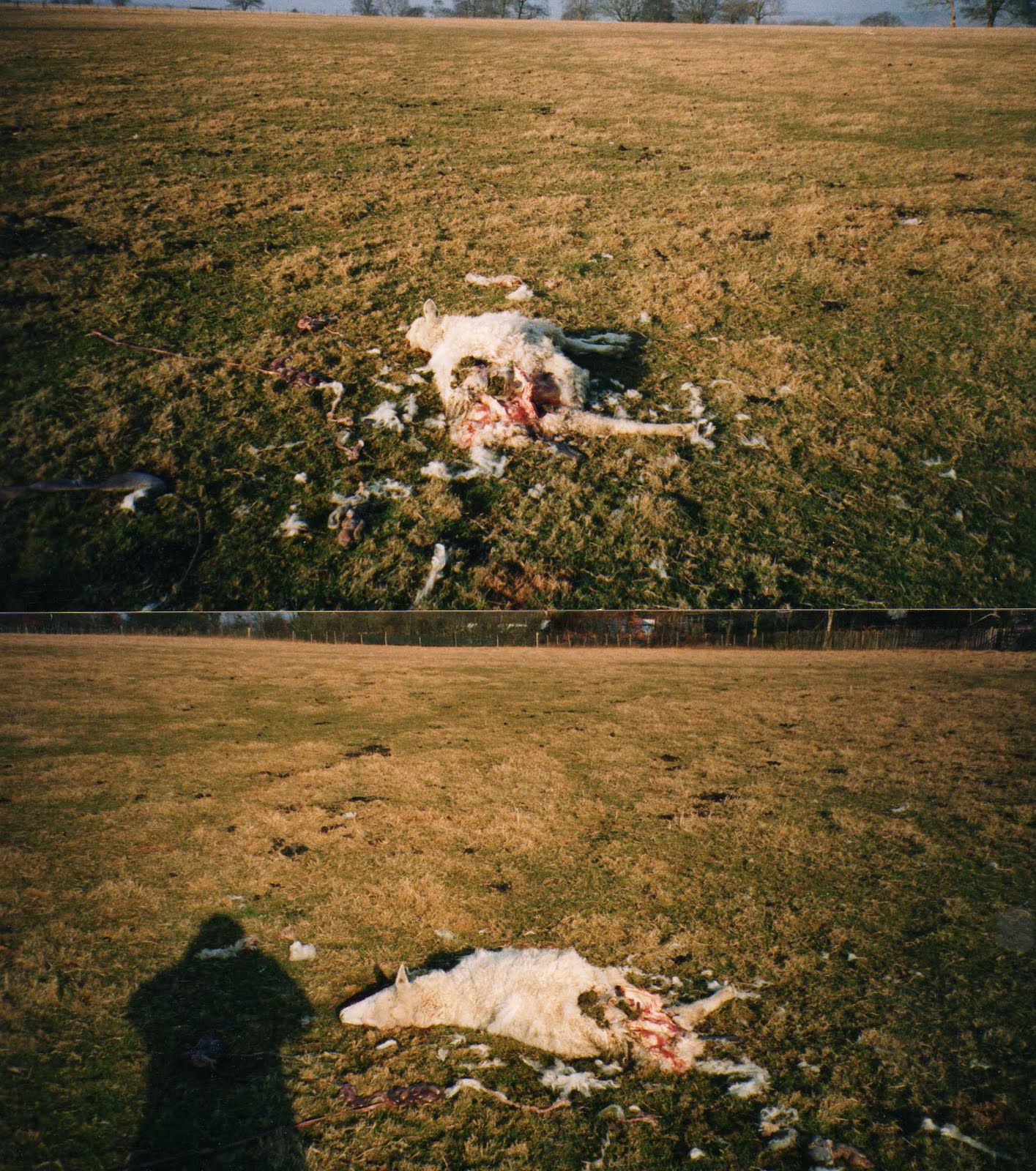 KENT BIG CAT RESEARCH Ashford sheep kill