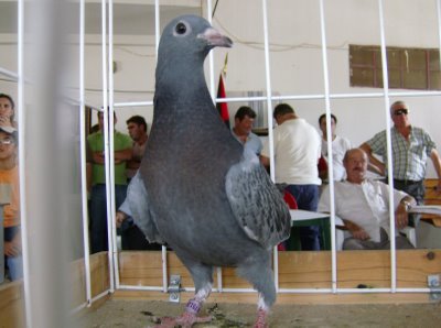 [pombo.JPG]