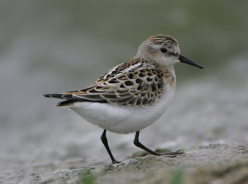 Little Stint by Dave Hutton