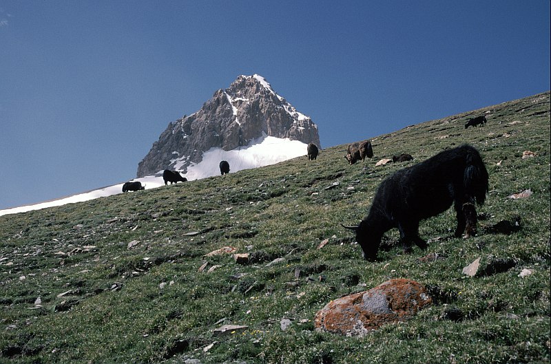 [shimshal_yak.jpg]