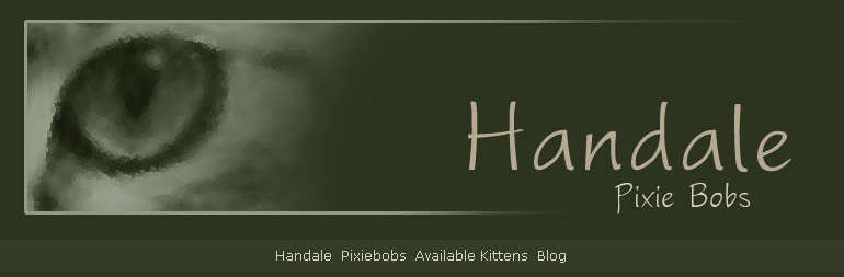 Handale Pixiebobs Kittens Available Blog