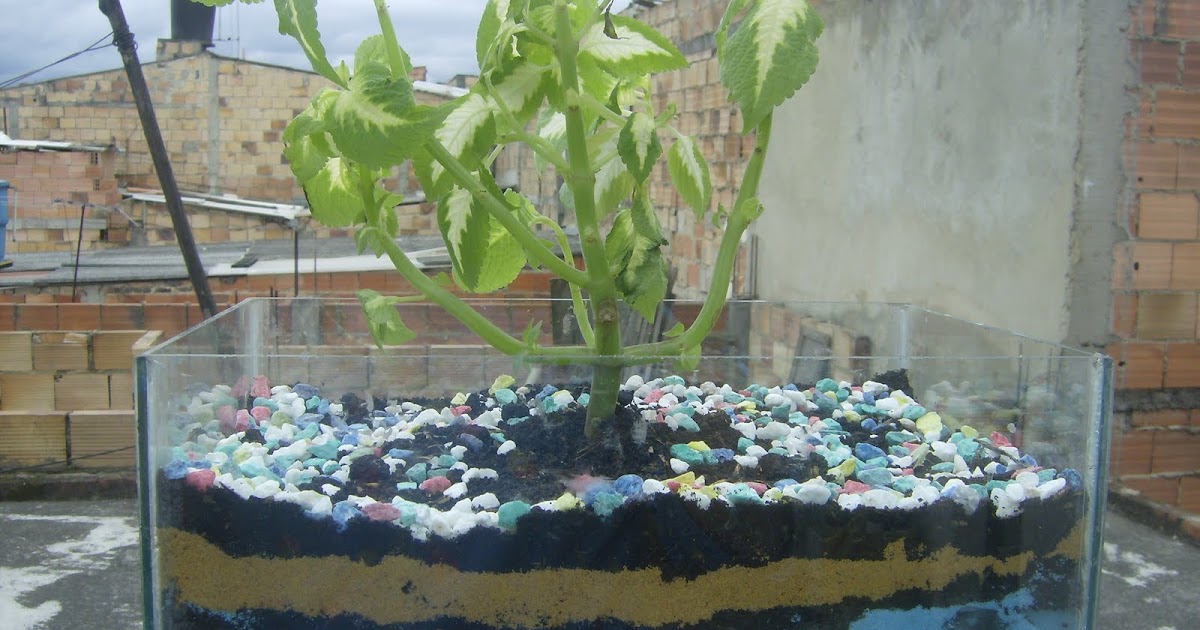 EL TERRARIO UN PEQUEÑO MUNDO POR CONOCER: CONDICION LUZ