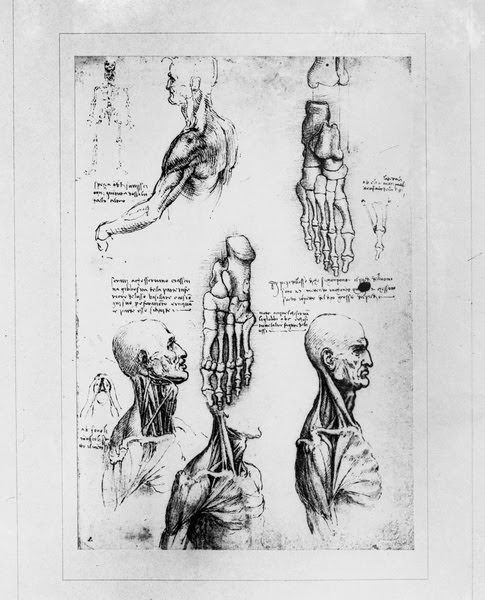 wendyale: ANATOMIA HUMANA