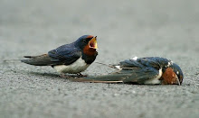 couple burung