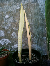 Sansevieria Mutasi (code245)