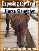 The Face of Horse Slaughter