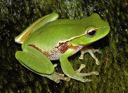 external image 250px-Litoria_phyllochroa.jpg