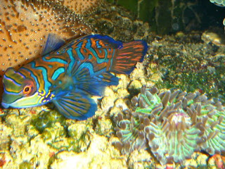 Meerwasseraquarium: Fisch Update