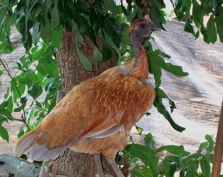 สาวไนจีเรีย แม่พันธุ์ไก่ดำ