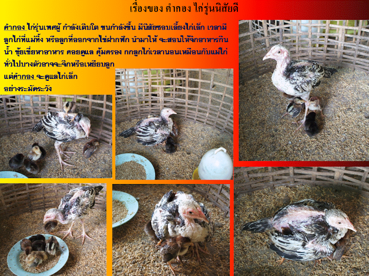 เรื่องของ คำกอง ไก่รุ่นนิสัยดี