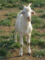 male goat