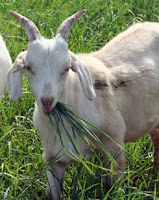 goat grazing