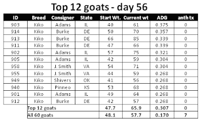 Top 12 goats