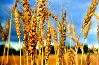 [Image: wheat+1.jpg]