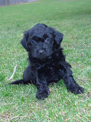 Havapoo Puppy