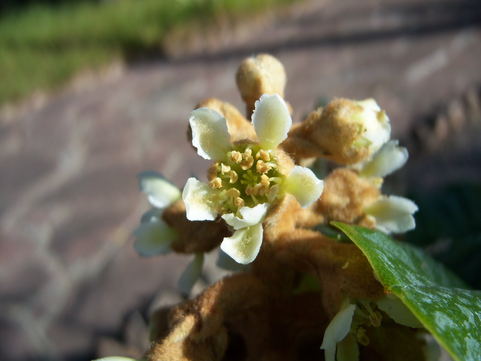 [Nispero+flor2.JPG]