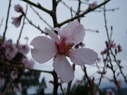 21.2.10 Arboles, Prunus dulcis 16 comments. ¡Qué alegría! (alm rosa flor)