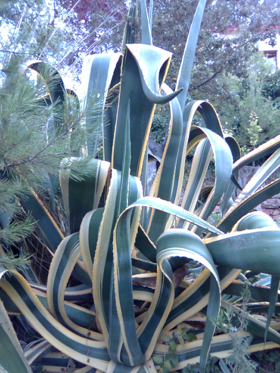 [agave+variegata.jpg]