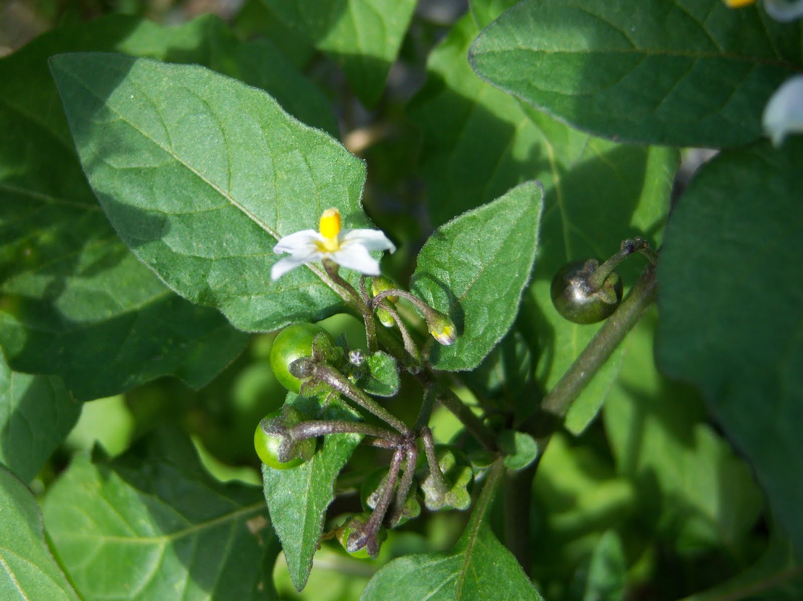 TOMATILLO DEL DIABLO BOTÀNIC SERRAT