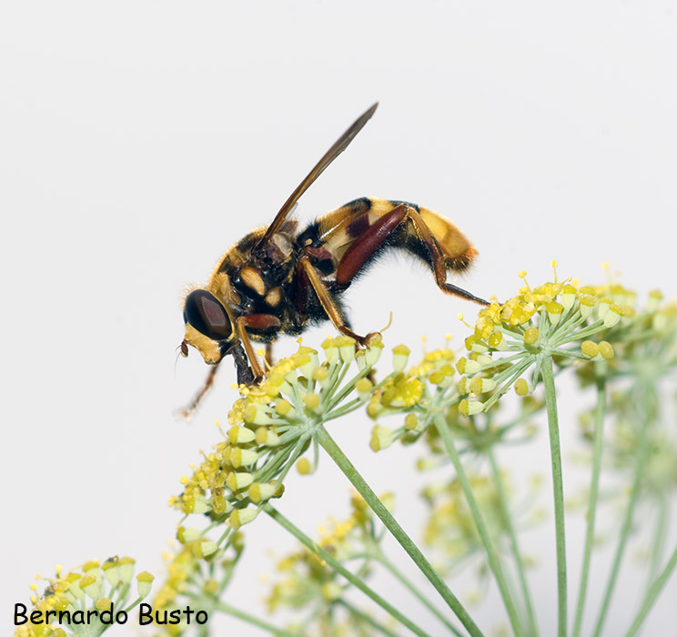 [dipteru8.jpg]