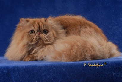 Sigismondo di Wonderfulcat of Sharzad