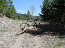 My jake the snake resting on a dead Elk