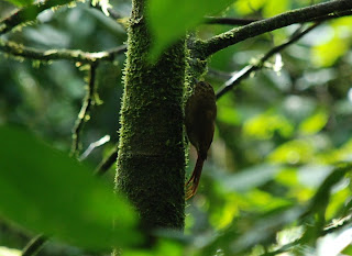 Wedge-Billed Woodcreeper