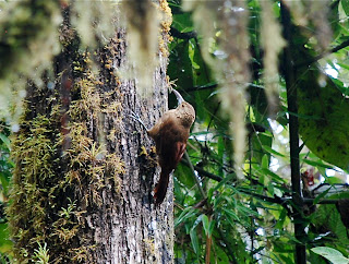 Strong-Billed Woodcreeper