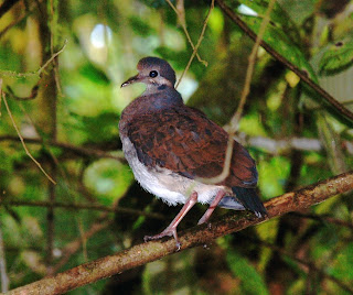 Indigo-Crowned Quail-Dove Juvenile